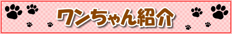 ̎ʐ^P